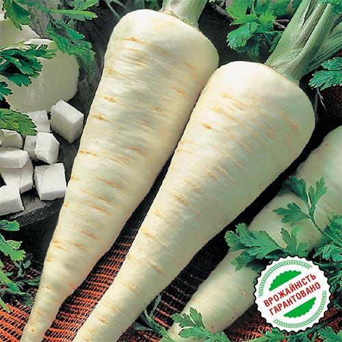 Насіння Петрушка Florium коренева голок (3417) - фото 2 Насіння Петрушка Florium коренева голок (3417) - фото 2