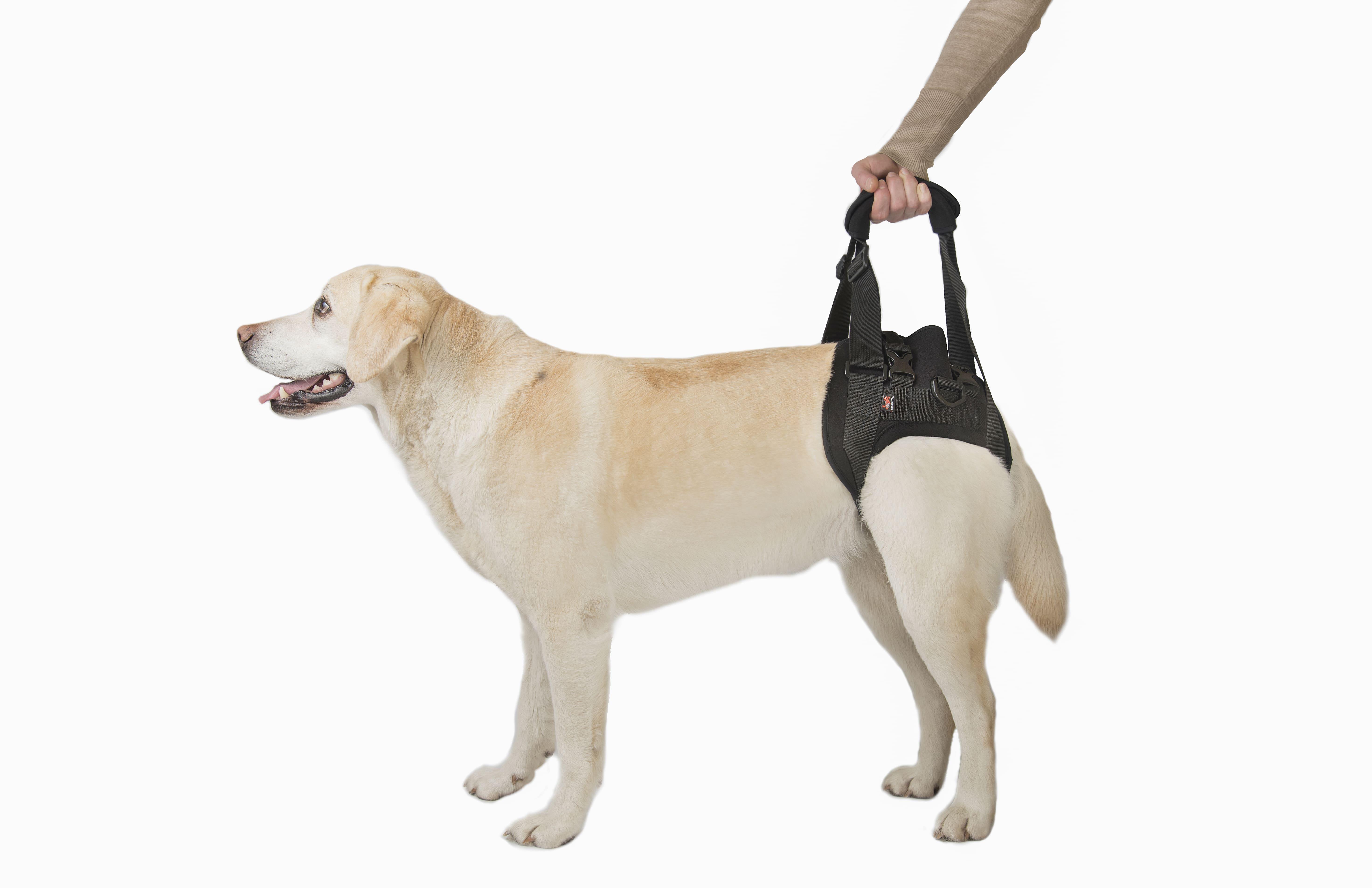 Поддержка для задних лап Frakishtak трусами L+ Черный (28422574) - фото 3 Поддержка для задних лап Frakishtak трусами L+ Черный (28422574) - фото 3