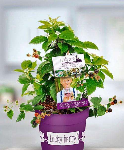 Сажанец LMTD Ежевика ремонтантная 2-х летняя Lucky Berry горшок С5 40-60 см (180016)
