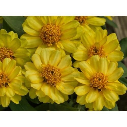Семена цветов PanAmerican Циния Profusion Double 50 шт. Yellow (BN06961-3)