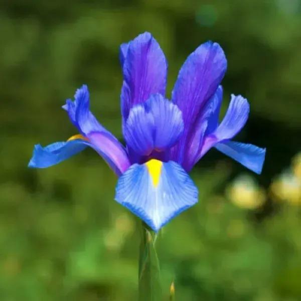 Ирис Blue Magic 50 шт. (2222574637)