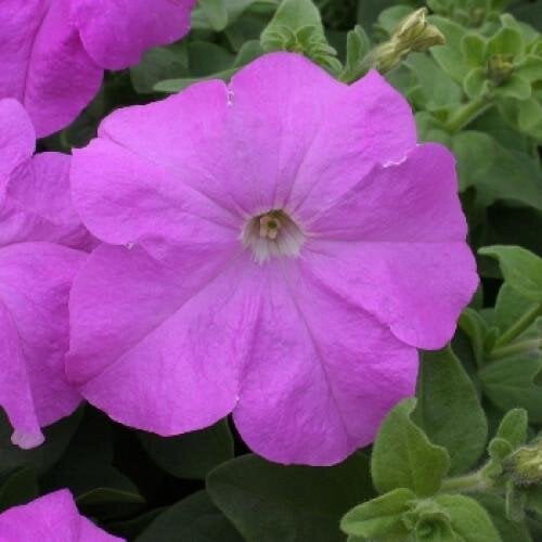 Семена цветов Floranova Петуния крупноцветковая Prism Lavender 250 шт. (BN07782-2)