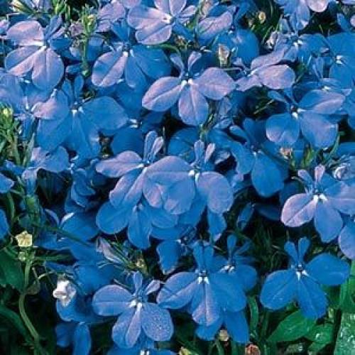 Семена цветов PanAmerican Лобелия черешковая RIVIERA SKY BLUE 250 шт. (BN01428-2)