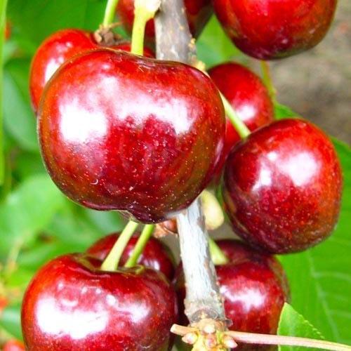 Сажанец Черешня Фермина Fermina летний сорт среднепоздний срок созревания (101963)