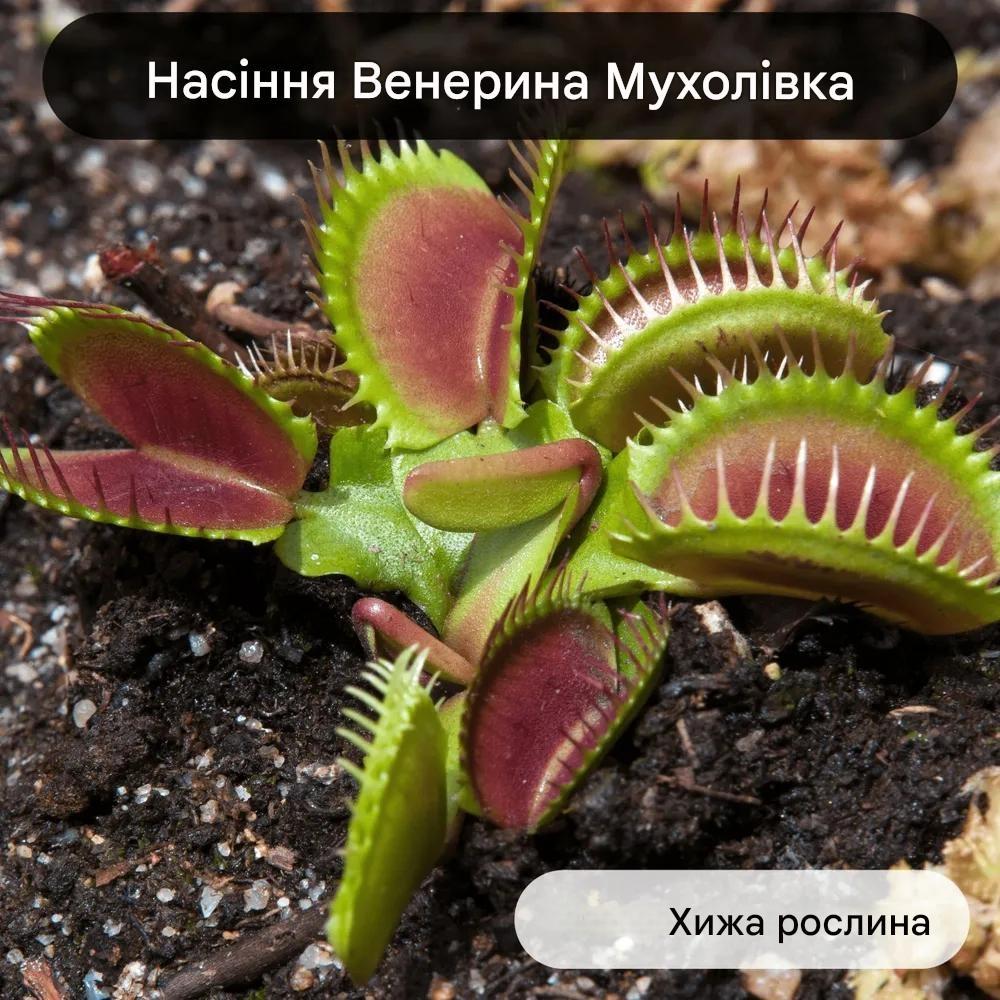 Насіння Венерина Мухолівка хижа рослина Dionaea muscipula 10 шт. - фото 7 Насіння Венерина Мухолівка хижа рослина Dionaea muscipula 10 шт. - фото 7