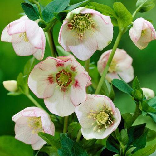 Морозник Florium Ballard Hybrids (15092) - фото 3