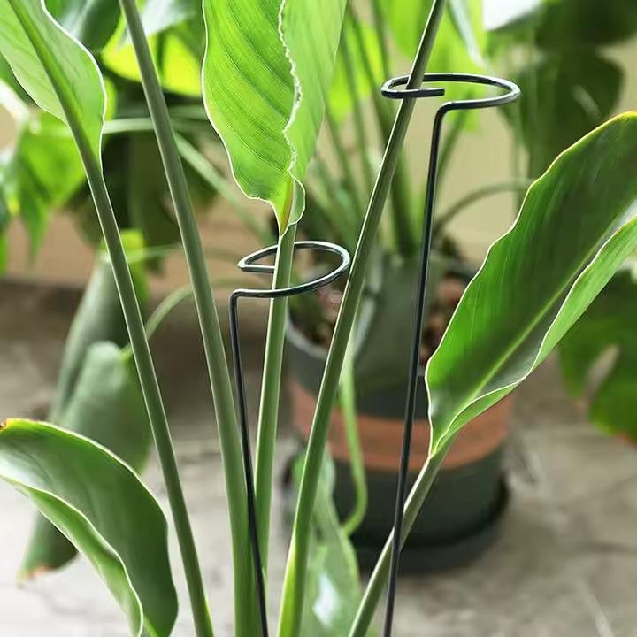 Набор опор для комнатных и садовых растений с кольцами 3 шт. 39х4 см (kolyshki_2) - фото 5 Набор опор для комнатных и садовых растений с кольцами 3 шт. 39х4 см (kolyshki_2) - фото 5