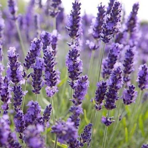 Саженец лаванды Элизабет Lavandula Elizabeth Р9 (1669436922)