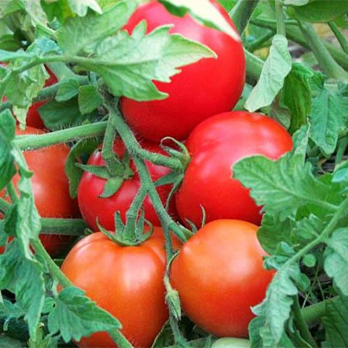 Семена Томат Florium Мабуть-не-видимо (17281) - фото 2 Семена Томат Florium Мабуть-не-видимо (17281) - фото 2