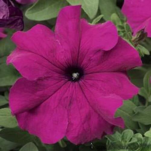 Семена цветов Петуния крупноцветковая Tritunia F1 Purple Syngenta 250 шт. (BN09918-2)