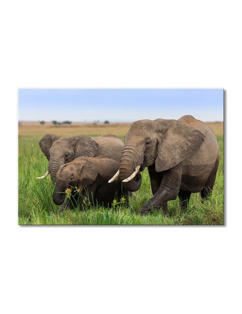Картина модульная Папа, мама и я - семья слонов 1 модуль 70x105 см