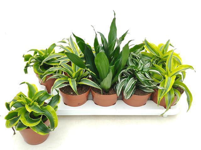 Драцена Dracaena Mix (38300426)