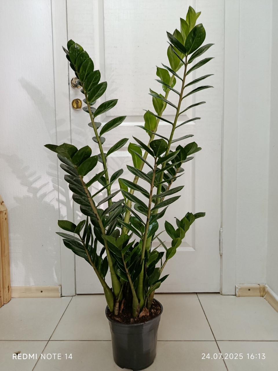 Замиокулькас 1м (2681167924) - фото 3