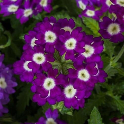 Семена цветов Вербена Obsession Purple Shades with Eye Syngenta 100 шт. (BN12384-3)