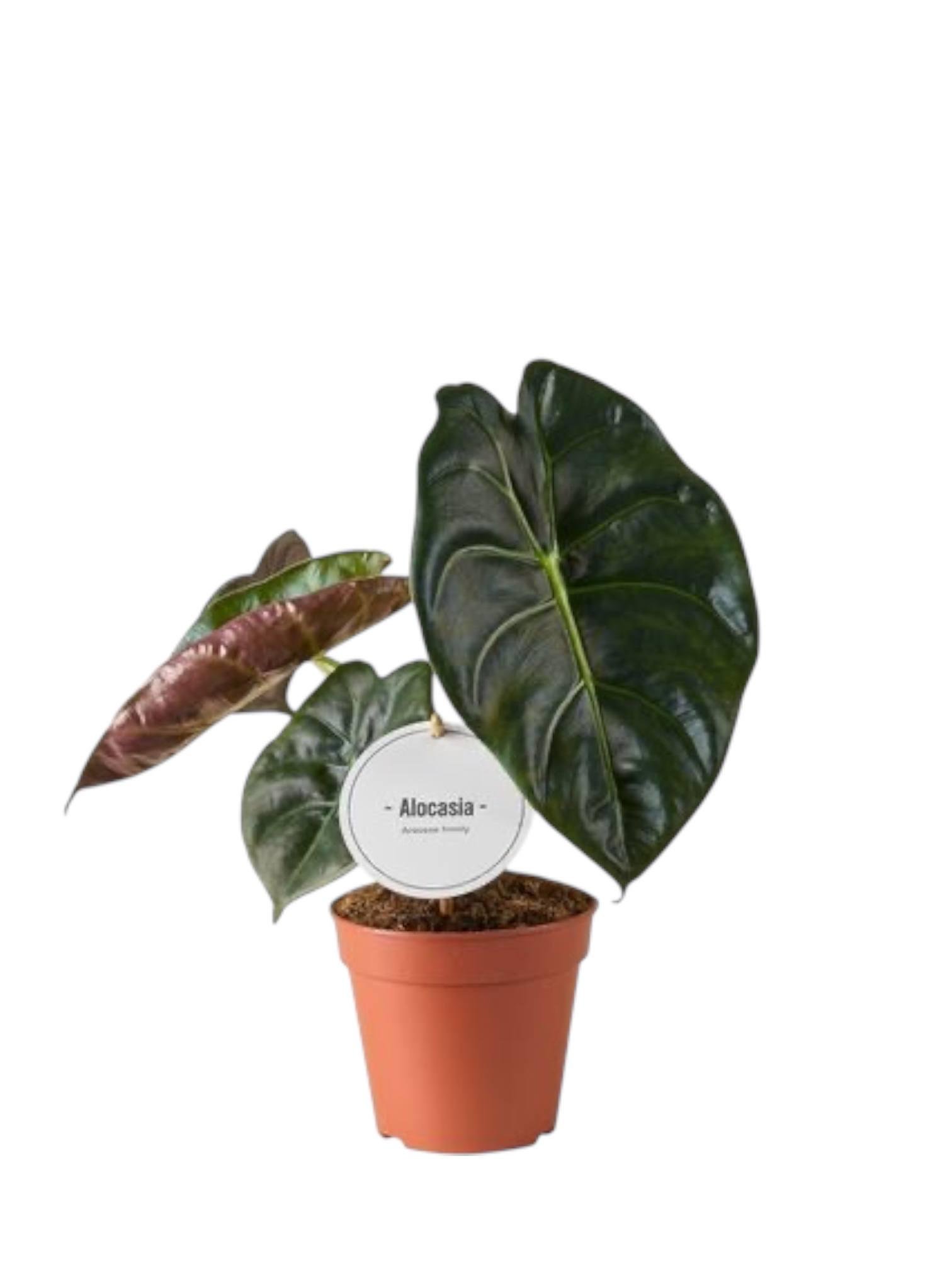 Алоказия Голден Бон (30104712) Алоказия Голден Бон (30104712)