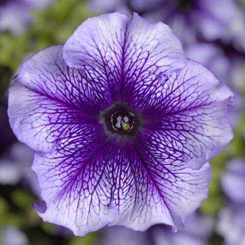 Семена цветов Петуния крупноцветковая Tritunia F1 Blue Veined Syngenta 1000 шт. (BN07459)