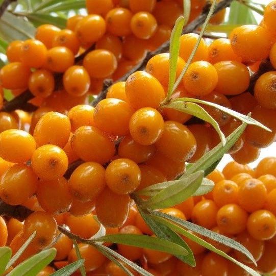 Саджанець обліпихи Клавдія жіноча пізня зимостійка (908186247) Саджанець обліпихи Клавдія жіноча пізня зимостійка (908186247)