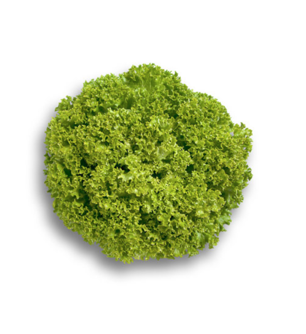 Семена Rijk Zwaan Салат полукочанный Левистро 100 шт. (234448)