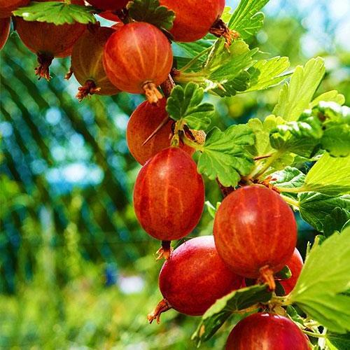 Сажанец Крыжовник Ласковый средне-ранний срок созревания (46239) Сажанец Крыжовник Ласковый средне-ранний срок созревания (46239)