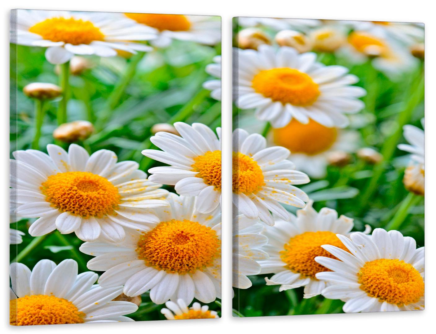 Картина модульная в гостиную/спальню Цветы Ромашки 50х70 см (TLV-2_038)