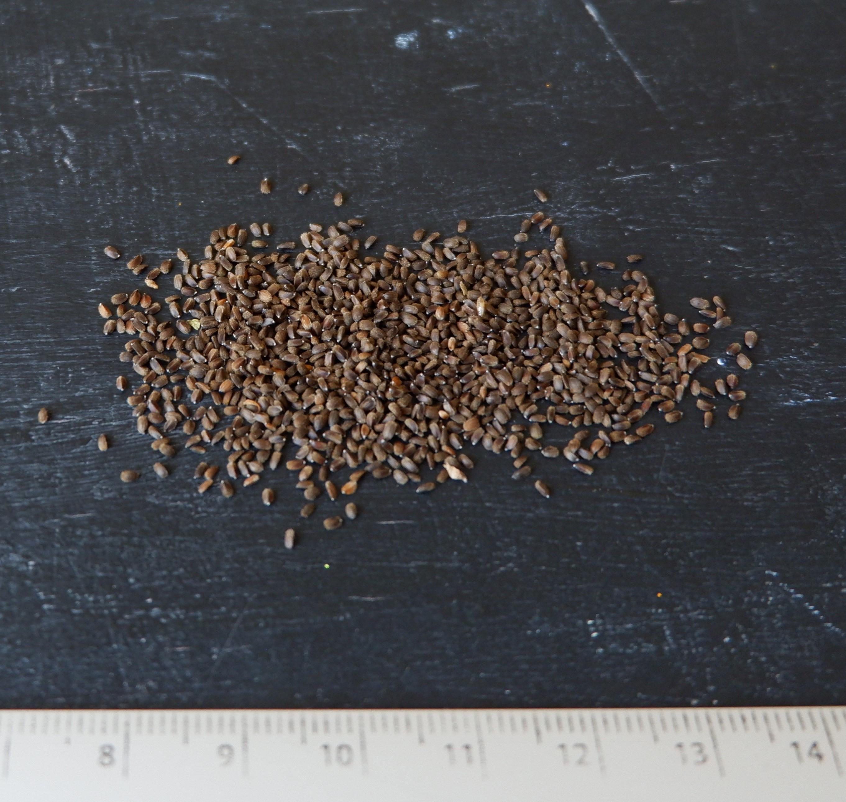 Семена Лофант тибетский 0,5 г/1200 шт. - фото 3 Семена Лофант тибетский 0,5 г/1200 шт. - фото 3