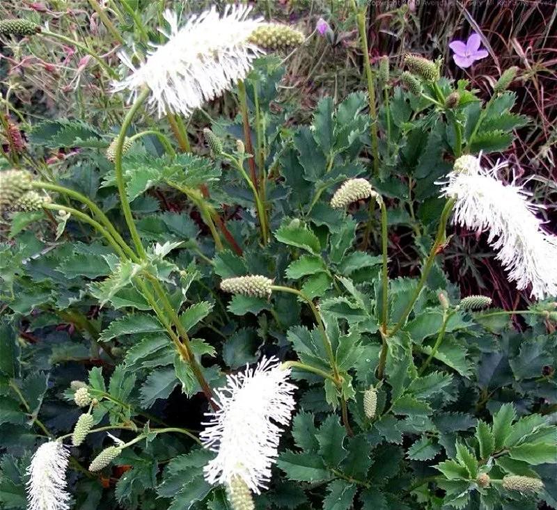 Растение уличное Родовик белоцветковый Р9 (2-28)