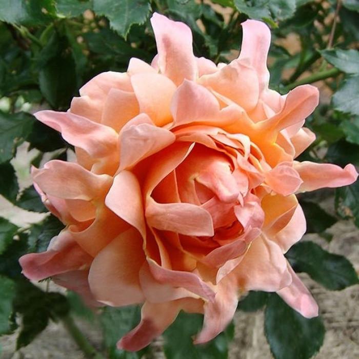 Роза Velet Ruffles Dream Форибунда в контейнере (2669431275)