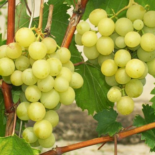 Саженцы винограда Галбена Ноу черенкованный 2-летний (2928201132)