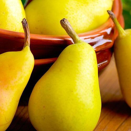 Сажанец Груша Легенда Карпат Legend of the Carpathians премиальный осенний сорт украинской селекции (51135)