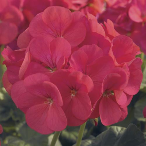Семена цветов Syngenta Пеларгония садовая Maverick Coral 50 шт. (BN01634-3)