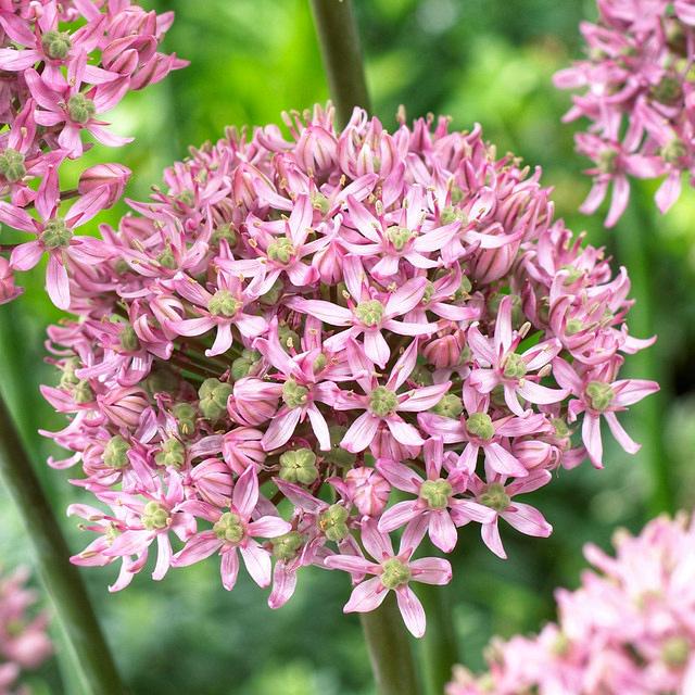 Цибуля декоративна Pink Jewel 1 шт.