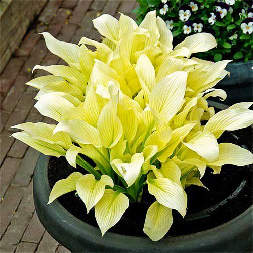 Хоста Florium White Feather (10498)