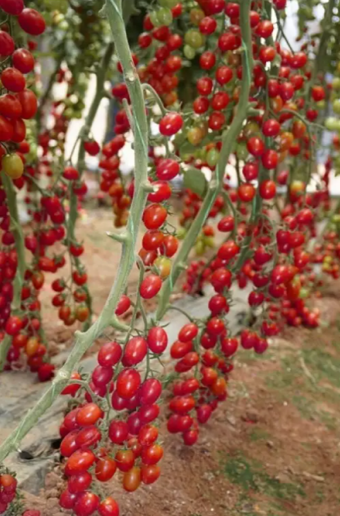 Семена Томат Черри Тути Фрути F1 ТД Гекса-Украина 250 шт. 01-25-372 (IR00758)