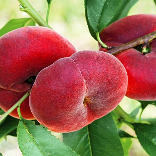 Саджанець персика Сатурн Середньостиглий сорт Інжирний (2077017572)