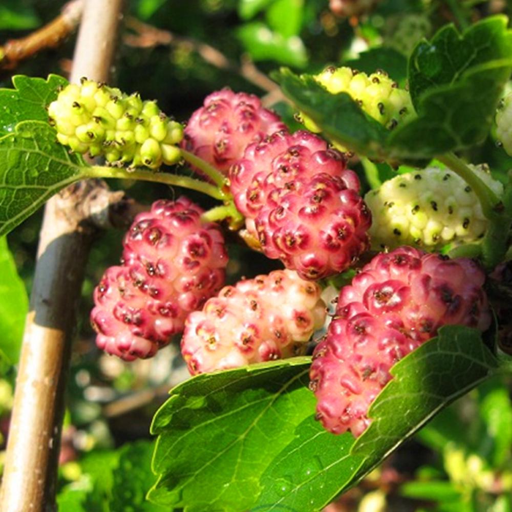 Саженец шелковицы Розовая Принцесса 2 летний (14966080)