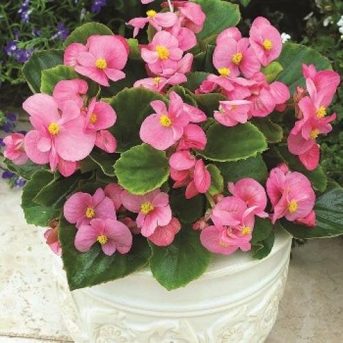 Семена цветов Бегония вечноцветущая Bada Bing F1 Pink Syngenta 250 шт. (BN00351-2)