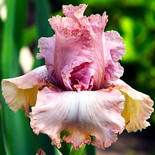 Ирис Mallow Magic Florium