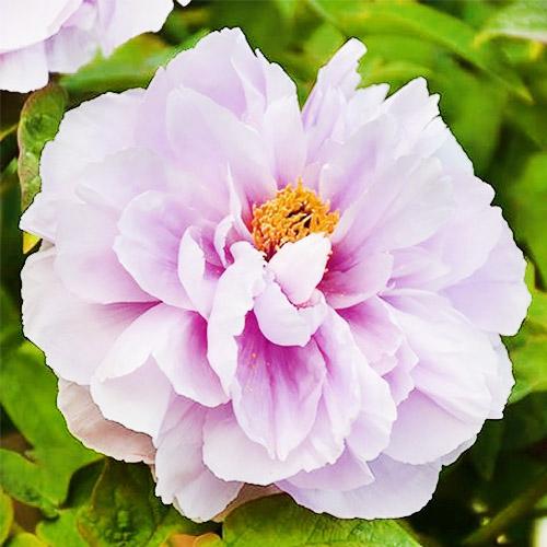 Пион Florium Like a Girl Ru Hua Shin Yu древовидный (6475)