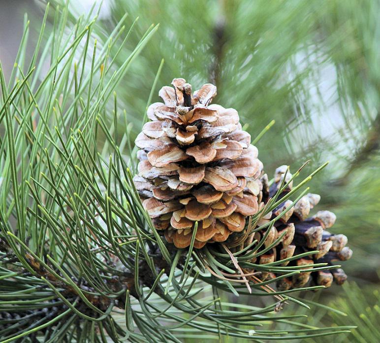 Ароматизатор для свічок Сосна 10 грам (642_13-192)