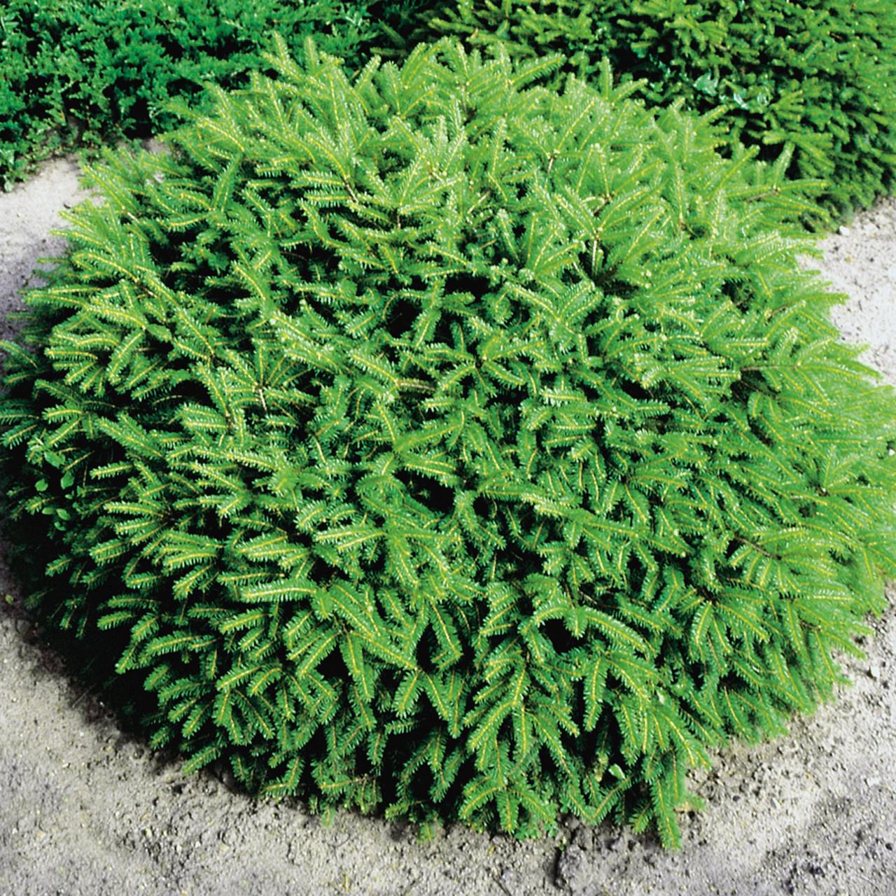 Саджанець ялини звичайної Нідіформіс Picea abies Nidiformis Р9 (590305554) Саджанець ялини звичайної Нідіформіс Picea abies Nidiformis Р9 (590305554)