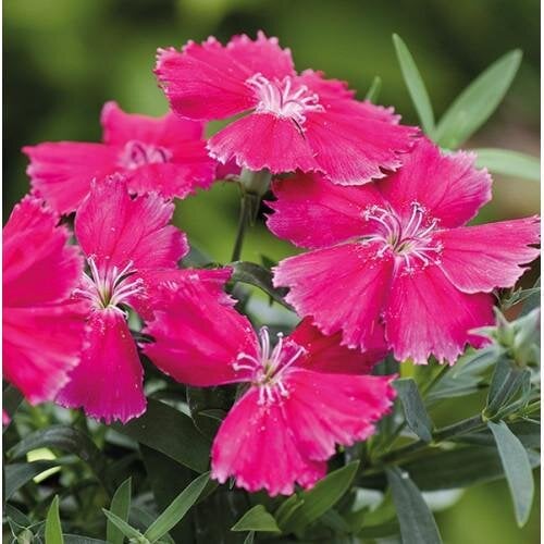 Семена цветов Гвоздика китайская Divinity rose HemGenetics 10 шт. (BN13097-4)