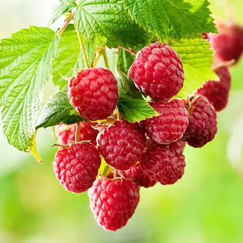 Саджанець малини Фенікс Рання (2085706240)