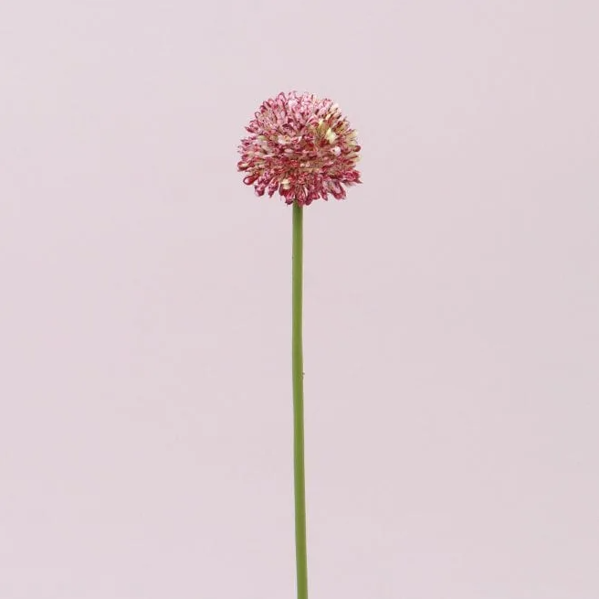 Цветок Чеснока Flora Бело-красный (72884)