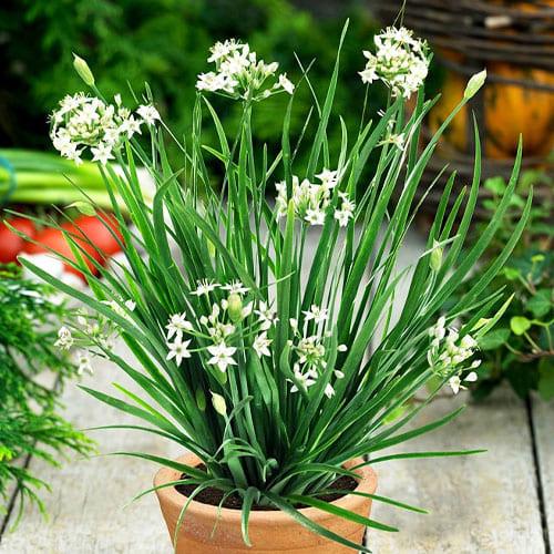 Насіння Цибуля Florium Джусай ароматний (16849)