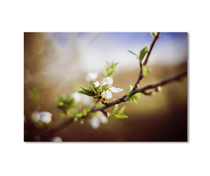 Картина модульная Ветка цветущей абрикосы 1 модуль 50x75 см