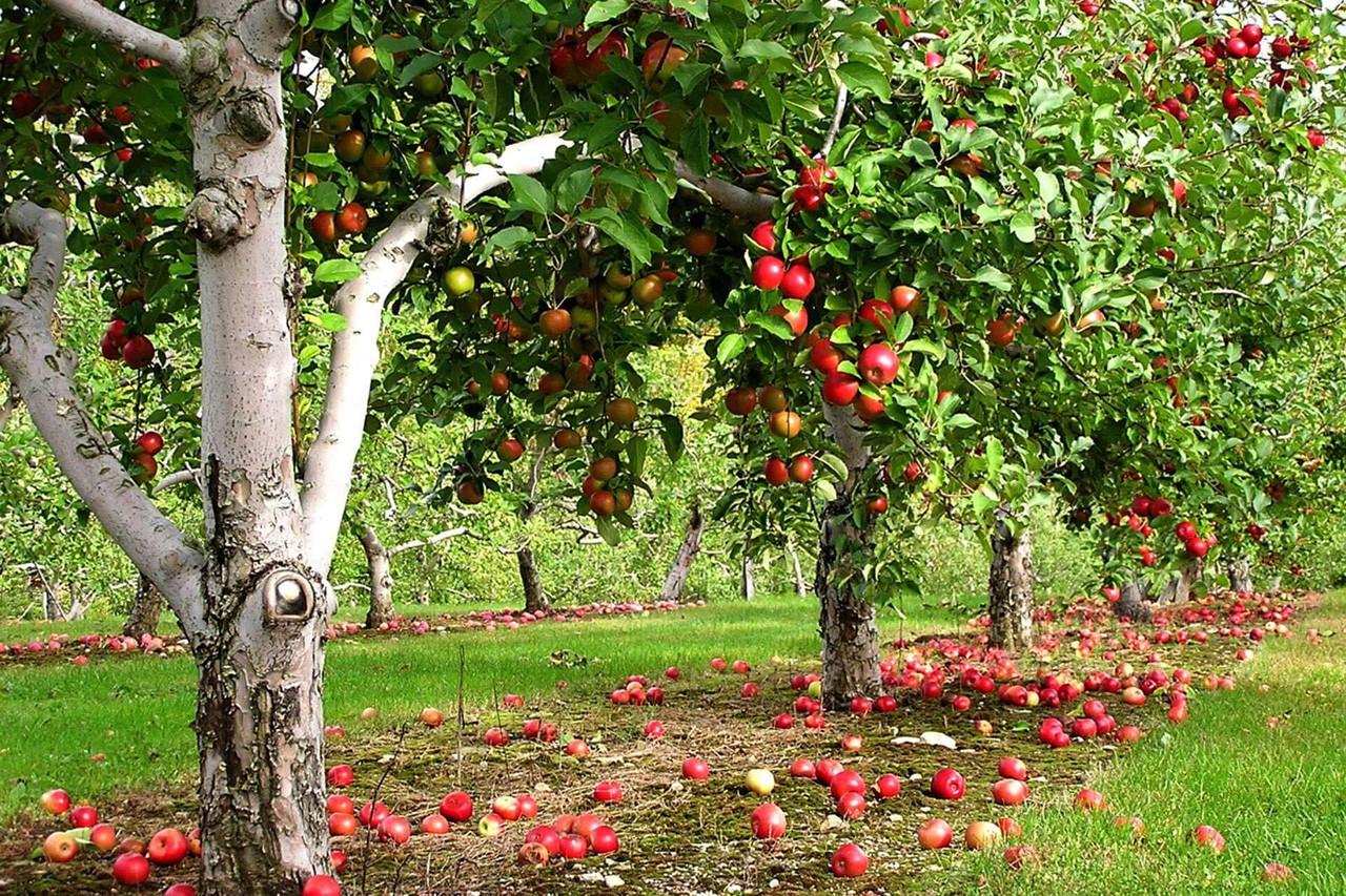 Фунгіцид Protect Garden Магнікур Сенсейшен 3,5 мл (3664715029496) - фото 3