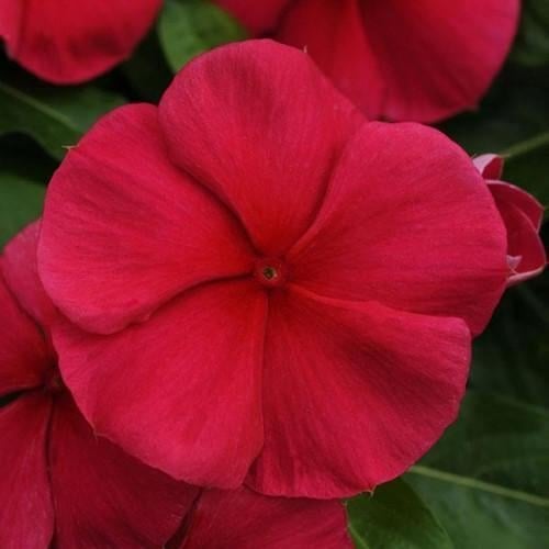 Семена цветов Катарантус MEDITERRAN XP DARK RED (BN05352-4)