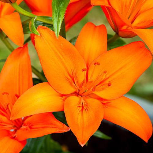 Лилия Florium Orange Summer (13643)