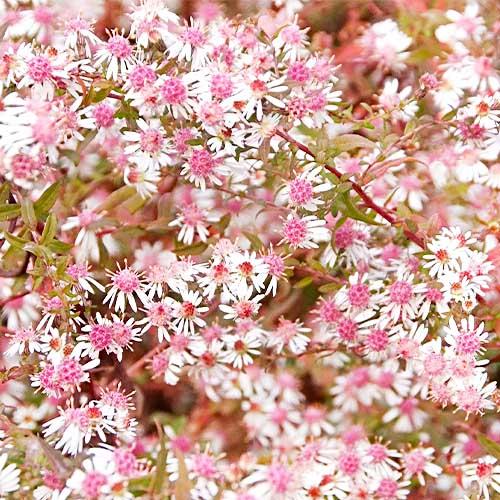 Астра Florium Horizontalis (18429) - фото 2