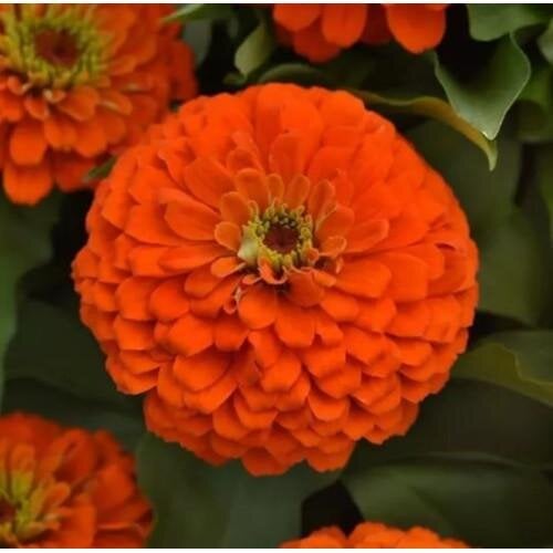Семена цветов PanAmerican Циния Zesty F1 45-60 см Ø 8-13 см 100 шт. Orange (BN12162-2)